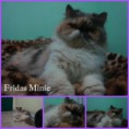 /album/padreadores-e-matrizes/minie-jpg/